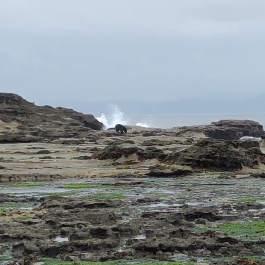 A rocky oceanside cliff at a distance with a black bear standing at the top.